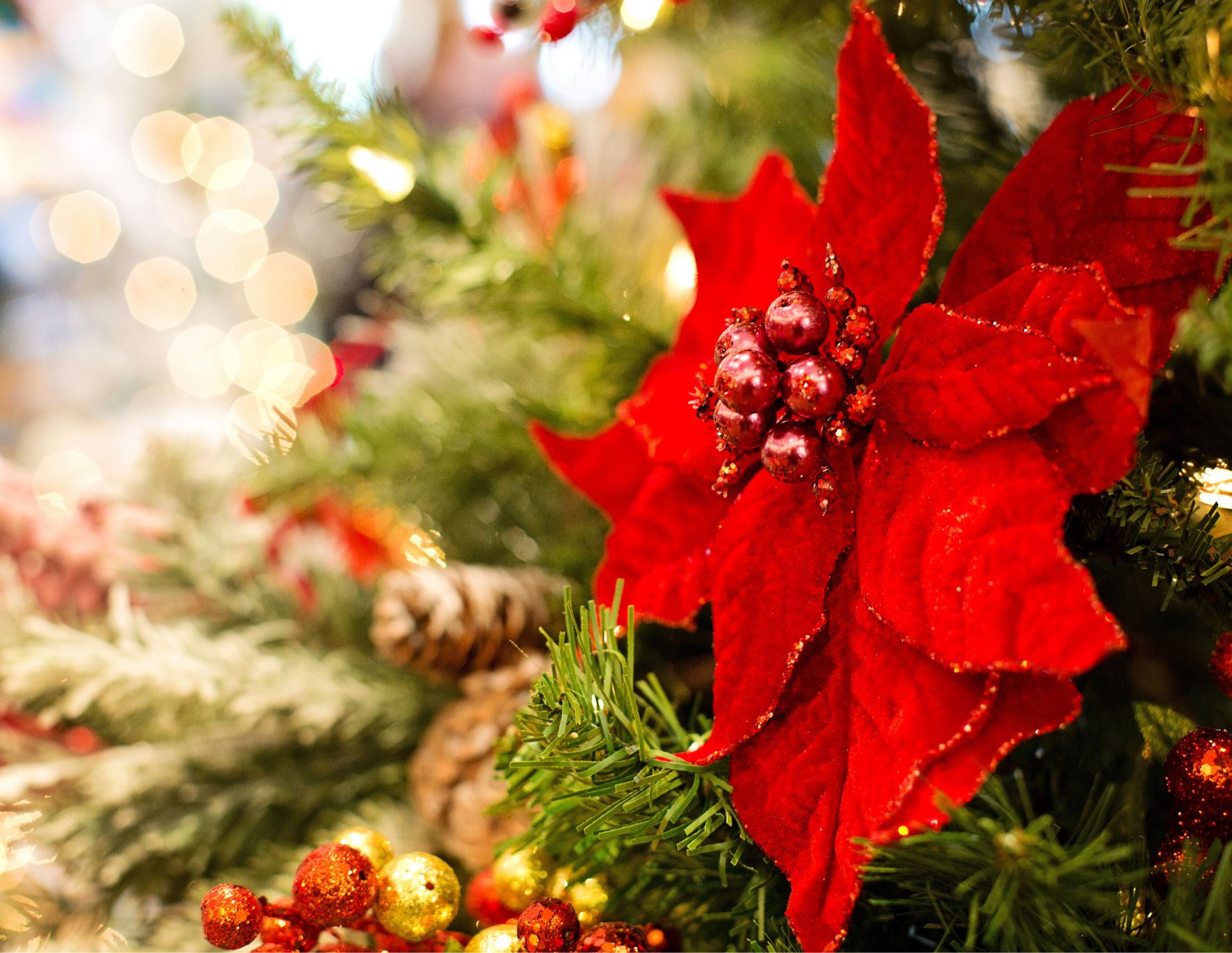 Červená vánoční hvězda – poinsettia